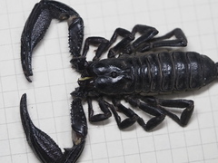 Heterometrus thorellii