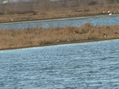 Nycticorax nycticorax