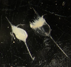 Daphnia lumholtzi