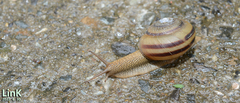 Nesiohelix samarangae