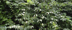 Actinidia polygama