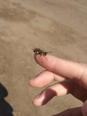 Stratiomys singularior