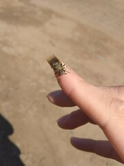 Stratiomys singularior