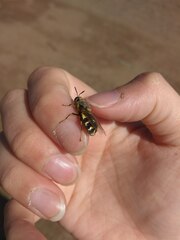 Stratiomys singularior