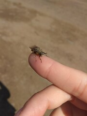 Stratiomys singularior