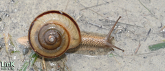Nesiohelix samarangae