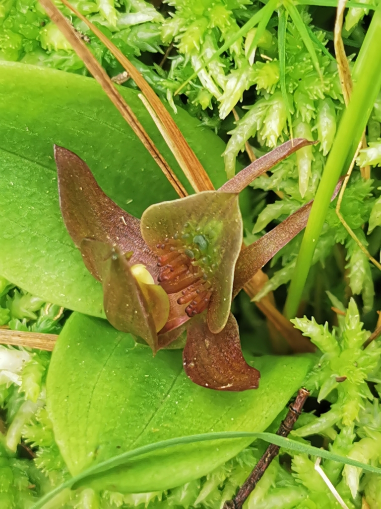 Chiloglottis turfosa