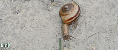 Nesiohelix samarangae