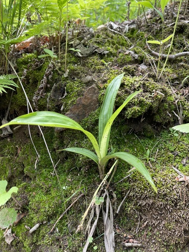 Carex siderosticta iNat (3)