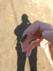 Stratiomys singularior