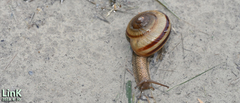 Nesiohelix samarangae
