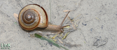 Nesiohelix samarangae