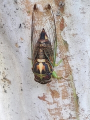 Vagitanus terminalis