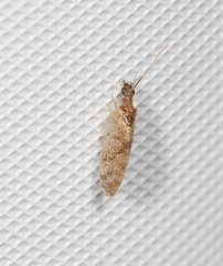 Sympherobius barberi