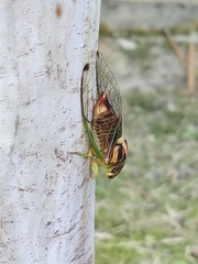 Vagitanus terminalis
