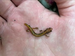 Eurycea wilderae