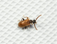 Aderinae