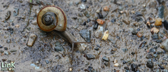 Nesiohelix samarangae