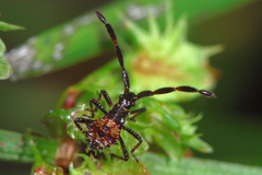Coreus marginatus