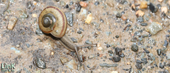 Nesiohelix samarangae