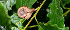 Nesiohelix samarangae