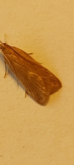 Helcystogramma rufescens