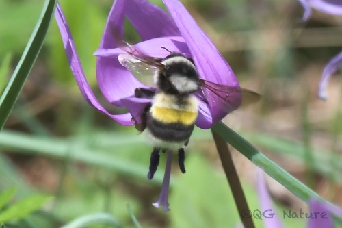 Far Eastern Bumble Bee