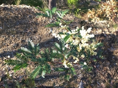 Acacia terminalis