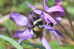 Bombus patagiatus