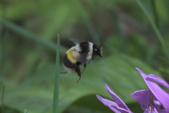 Bombus patagiatus