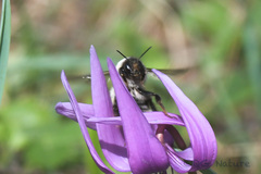 Bombus patagiatus