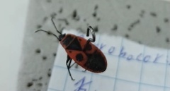 Pyrrhocoris apterus