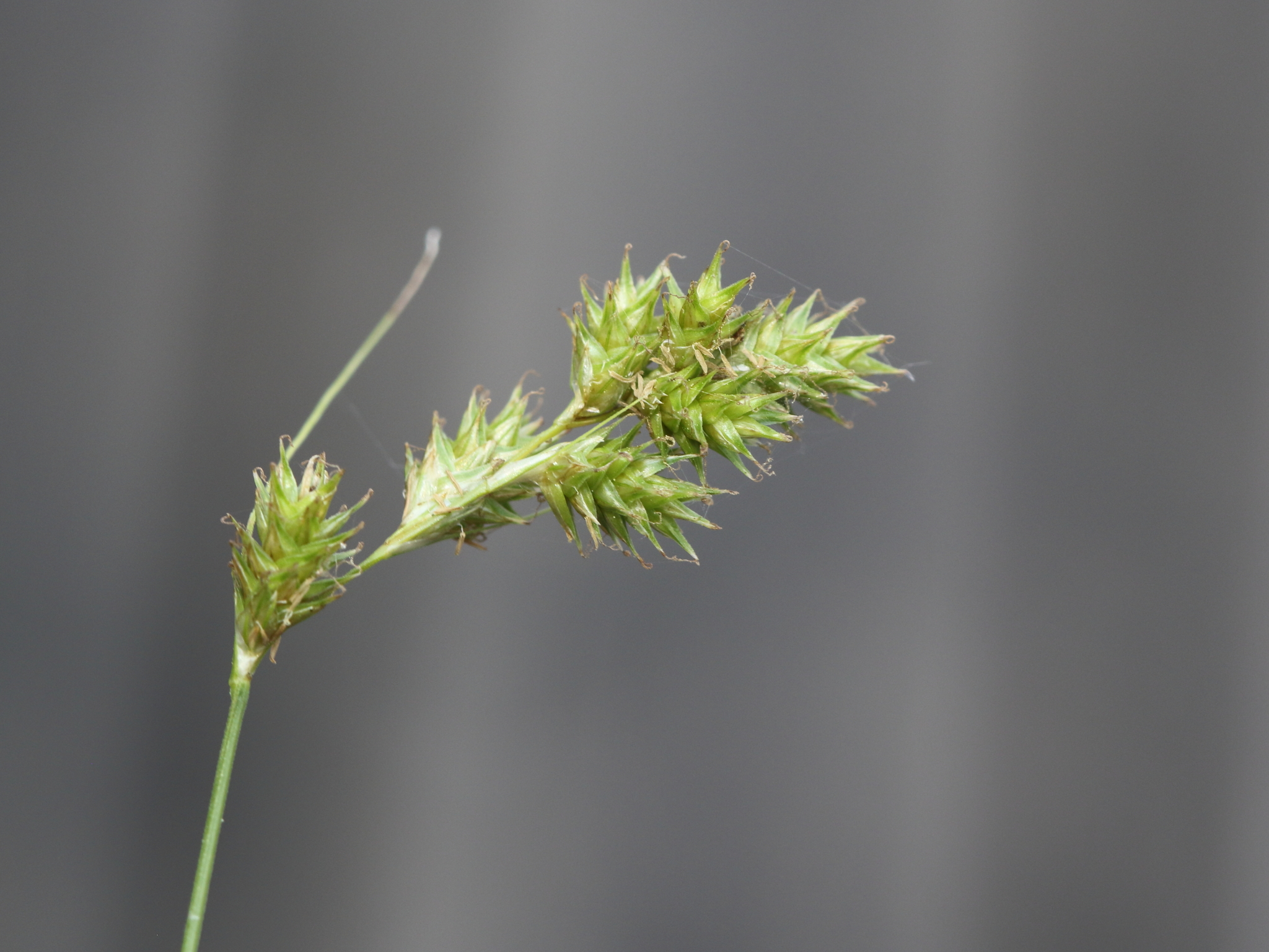 Carex projecta
