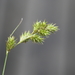 Carex projecta - Photo (c) ColinDJones,  זכויות יוצרים חלקיות (CC BY-NC), הועלה על ידי ColinDJones