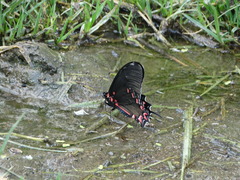 Mimoides thymbraeus aconophos