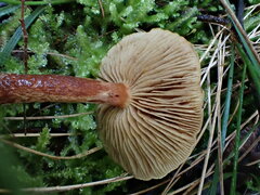 Pholiota communis