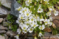Cerastium pedunculatum
