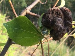 Pachypappa sacculi