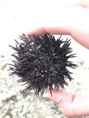 Paracentrotus lividus