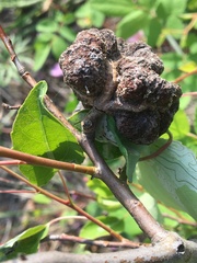Pachypappa sacculi