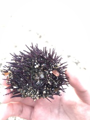 Paracentrotus lividus