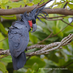 Palm Cockatoo photo 5