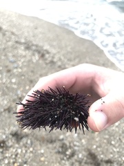 Paracentrotus lividus