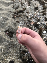 Turritellinella tricarinata