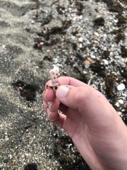 Turritellinella tricarinata