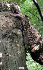 Pantherophis alleghaniensis