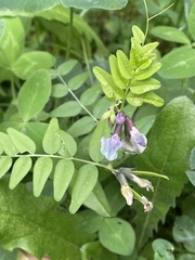 Vicia sylvatica