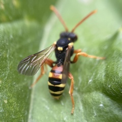 Nomada