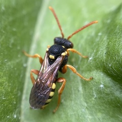 Nomada