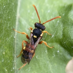 Nomada